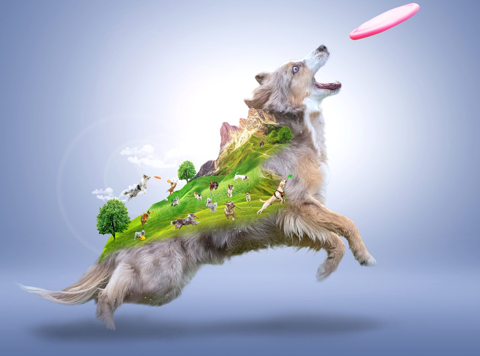 A dog playing