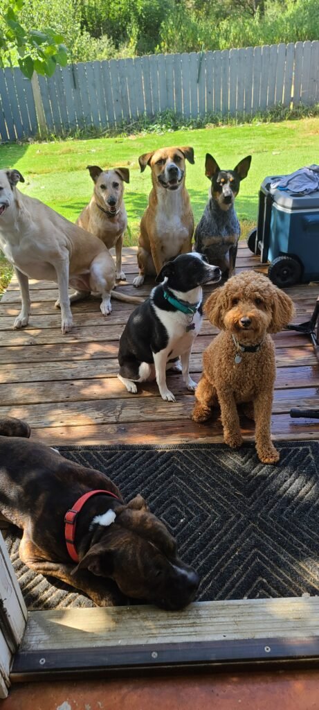 Jax and artemis helping train other dogs to be calm and well behaved