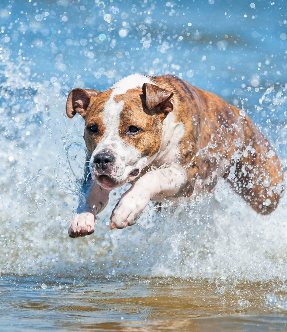 American staffordshire terrier dog running in the water with a lot of splashing